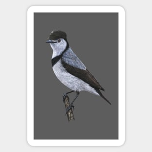 White-fronted chat Sticker